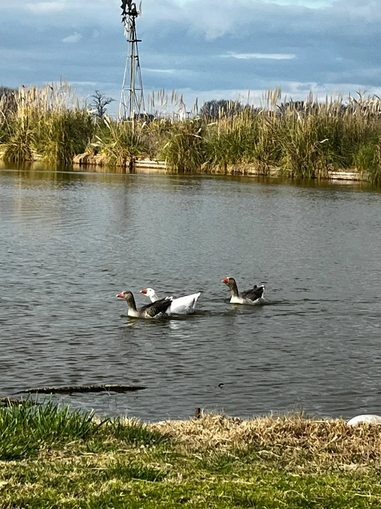 Cabañas del Lago Lobos